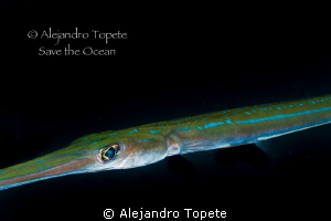 Trumpet Fish close to me, La Paz Mexico by Alejandro Topete 